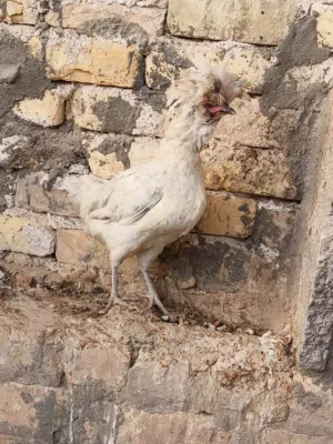 دجاجة للبيع