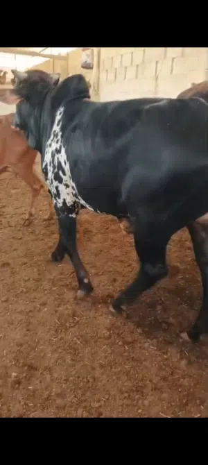 ثيران عمانية 100٪ للبيع