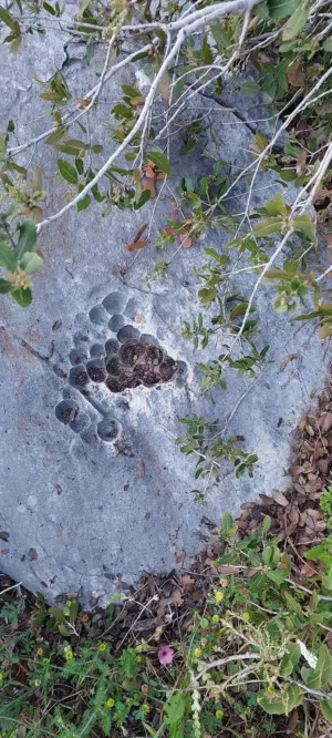 عماد حدادين 