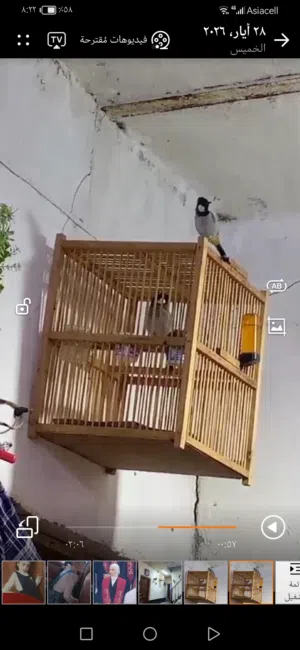 فحل شرط خشونة ووصوت كلش قوي وجاهز للتزاوج