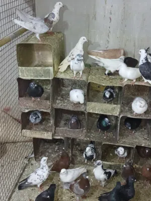 حمام باكستاني وبناديق للبيع