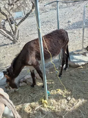 حماره مال جبل للبيع