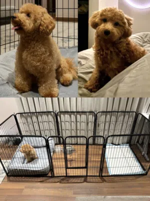 Toy poodle for sale