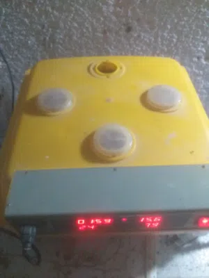 فقاسه صينيه حظانة بيض .. عين زاره