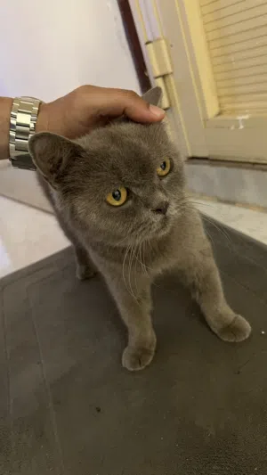 FOR ADOPTION BRITISH SHORT HAIR (Female) color Blue Grey