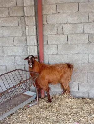 انا مجرد ناشر رقم التواصل تحت