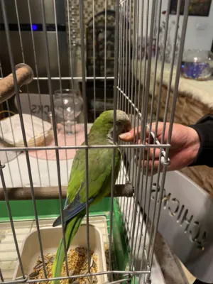 كويكر أليف عمره 4 سنوات فحل لون اخضر