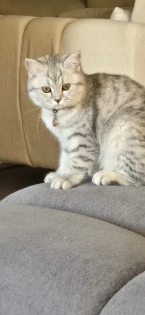 قطة بريتش شورت هير فضي مخطط (Silver Tabby) مميزة جداً