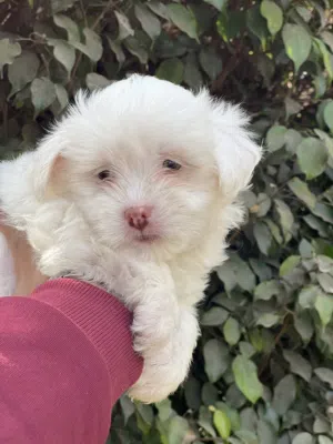 Havanese puppy pure long hair