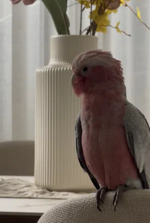 cockatoo galah