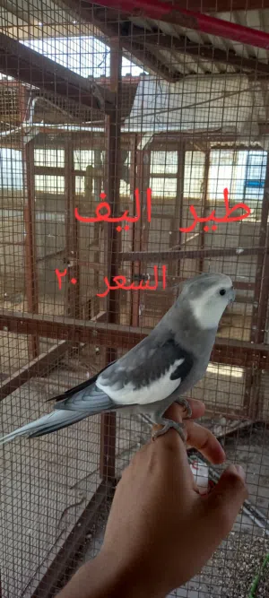 للبيع طيور ككتيل جاهزين للانتاج