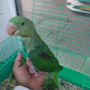 فروخ دره نيبالي للبيع