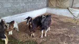 أغنام للبيع 3 مع تيس بدون مواليد