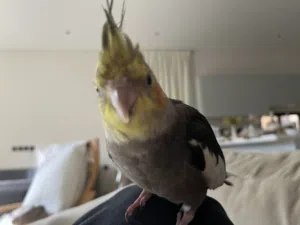 Cockatiel male for sale كروان ذكر للبيع