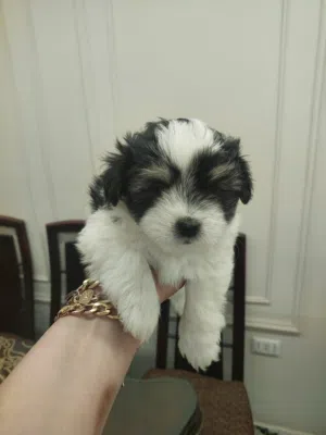 جرو شيتزو (Shih Tzu) بيور عمر شهرين حجم صغير جدا مناسب للشقق