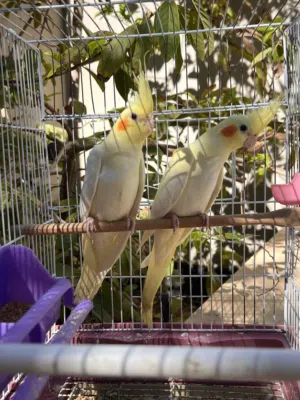 كوبيـه كوكتيل لاتـينو عيـن حمـرا ربى يبـارك صحه ونضافه كمـا موضح ف الصور