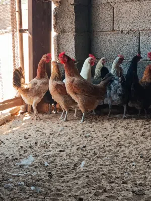 دجاج عربي....