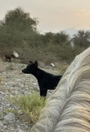 لبيع كلب حراسه اغنام