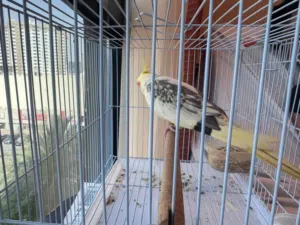 Yellow Cockatiel, 8 Months