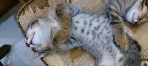 كتن شيرازي جميل حبوب لطيف وهادي