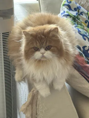 Persian 1 year old 300sar ( vaccinated & neutered)