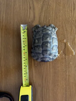 السلحفاة اليونانية البرية للبيع. Greek Tortoise - for sale