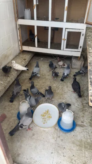 للبيع حمام زاجل عمارهم شهر