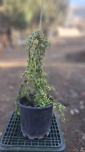 Trees - Plants0