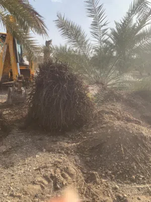 نخيل للبيع – جودة عالية وجاهزة للزراعة