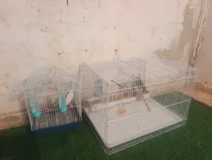 طيور للبيع أقرى وصف فيتشر ذكر لون محير انثى لون سماوي خفيف وابيض فوق الراس وردي معاهن زوج بادجي