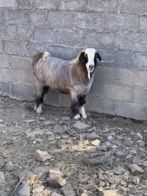 للبيع ما شاء الله تيس سعيدي جبالي أصل مد و شور وإنتاجه ممتاز