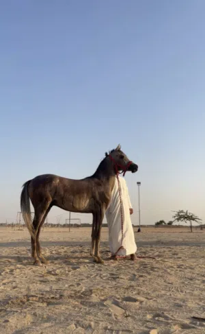 فلو البيع بلدي