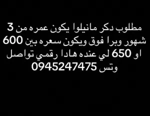 مطلوب كلب مانيولوا عمره يكون من 3 شهور وبرا فوق ويكون دكر ويكون سعرها 600 او 650