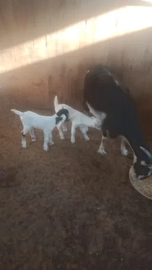 Goats sale Sharjah al zubair