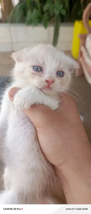 سكوتش لون مميز
