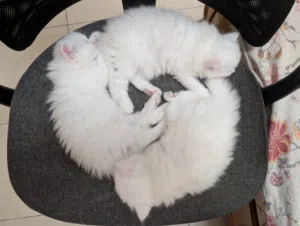 Snow White Persian Kittens
