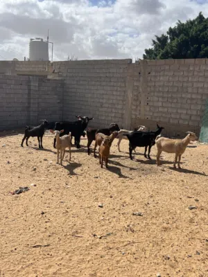 ماعز مرسيان للبيع قطاعي او جمله