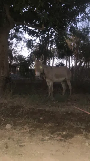 حمار  ذكر اموره طيبه