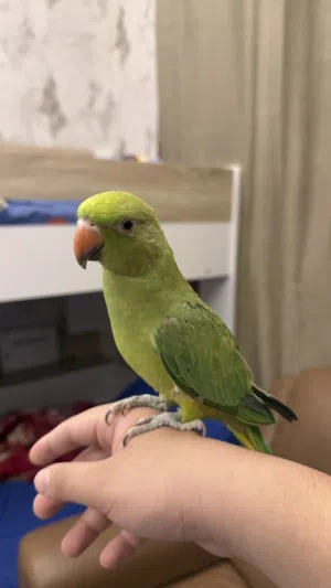 6 months parrot hand tame free flying tame