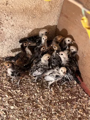 فلوس سبريت انيق ملاحضه المهت مش لي البيع