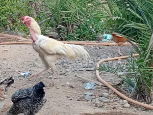 دجاج البيع لو البدل زوج اببص