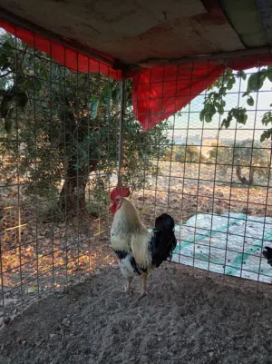 دجاج سايكس