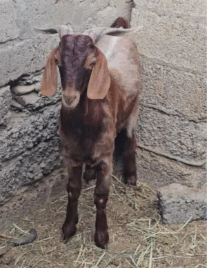 جدي لبيع ما شاء الله فول سمنة