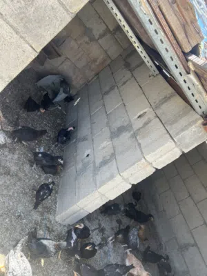 فراخ جاج بلدي عمرثلث شهور