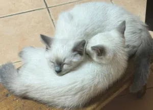 Siamese (5 months old) Kitten