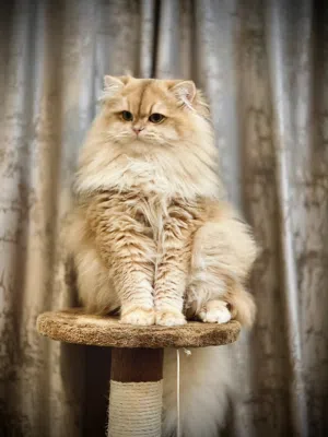 Healthy British Longhair Male for Mating