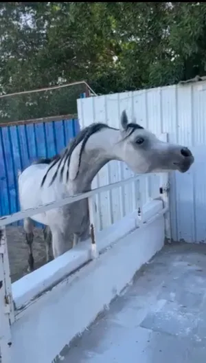 ‏حصان‏3