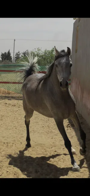 فرس عربي واهو مسجل