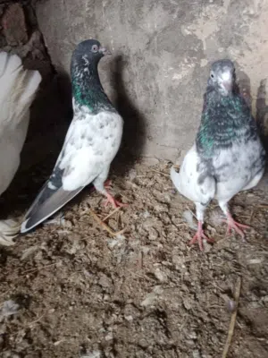 حمام تیدی باکستانی  Pakistan high flyers teddy piegons need sale