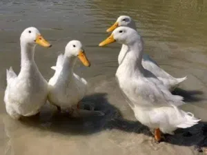 بط بكيني لون ابيض